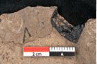 Foto (Detailansicht) von Araucaria sternbergii Goeppert (NHMW-GEO-2024-0188-8293)